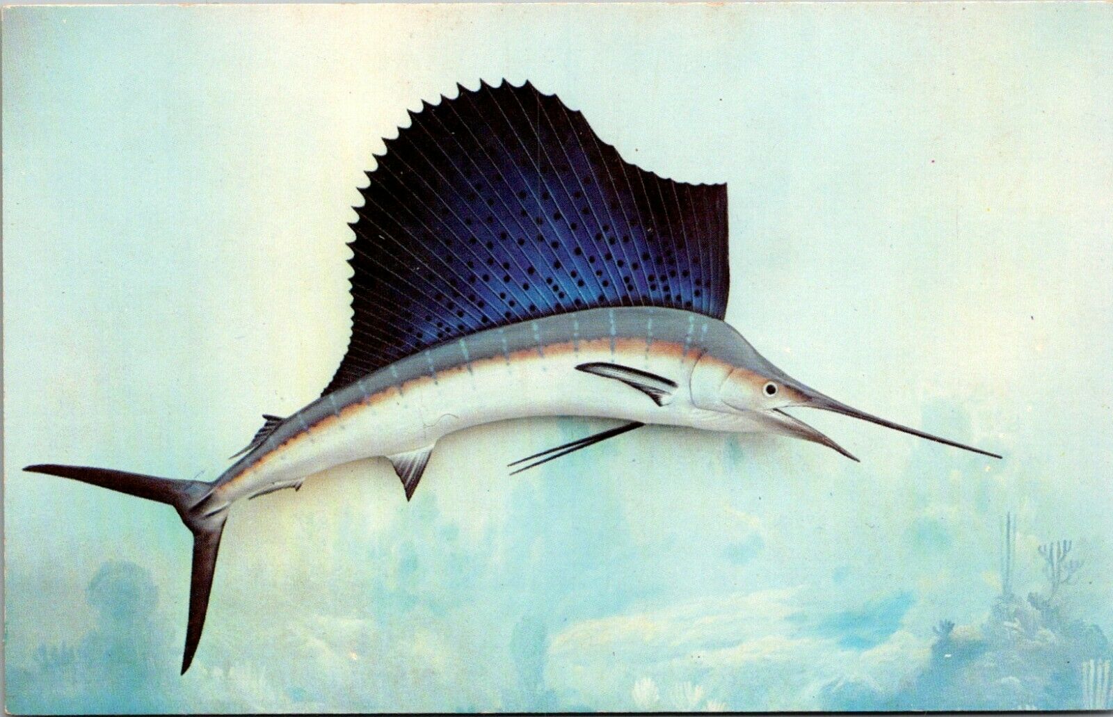 Vtg 1950's Sailfish Sport Fish In Florida Fl Fish Fishing Postcard A
