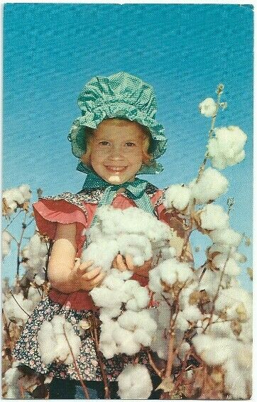 Stalk Of Cotton With Southern Belle 1961 Vintage Postcard Chrome